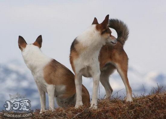 挪威倫德獵犬耳朵怎么清潔 挪威倫德獵犬耳朵護(hù)理方法1