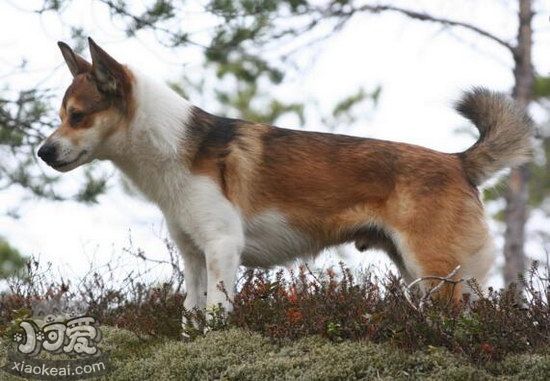 挪威倫德獵犬叼東西怎么訓練 挪威倫德獵犬撿東西訓練教程1