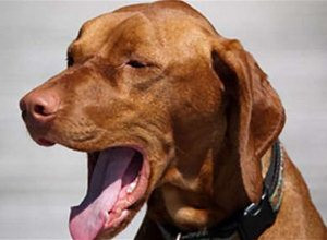 犬傳染性氣管支氣管炎怎么預(yù)防治療