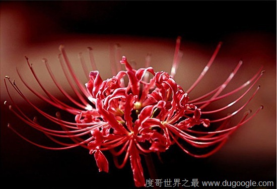 地獄之花彼岸花圖片，猶如鮮紅的血液(花葉永不相見)
