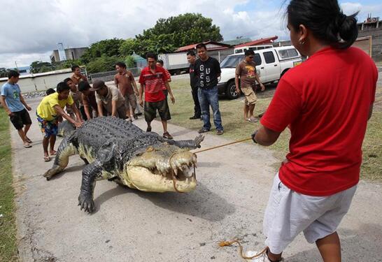 世界上最大的巨型鱷魚，菲律賓村民抓獲7米食人鱷