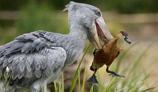 世界上頭最大的鳥，鯨頭鸛生吞鱷魚不在話下