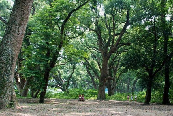 規(guī)模最大的古樟林 中國(guó)第一古樟林