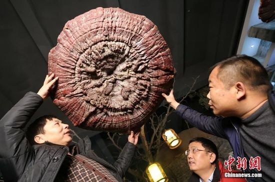 現(xiàn)直徑1.5公尺巨型靈芝 生長超200年