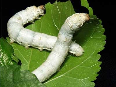 最早培栽桑樹(shù)的國(guó)家