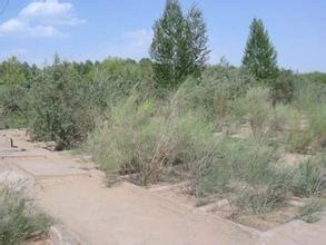 中國植物園的世界之最