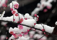 世界壽命最長的梅花-黃梅縣的晉代梅花