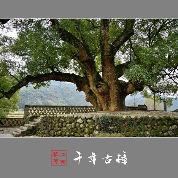 規(guī)模最大的古樟林 中國(guó)第一古樟林