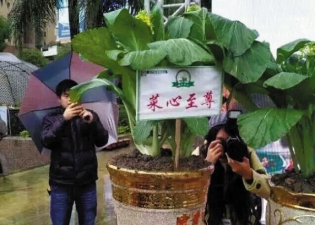世界上最貴的蔬菜 菜心至尊