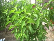 世界最產(chǎn)杜仲的國家