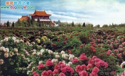 中國植物園的世界之最