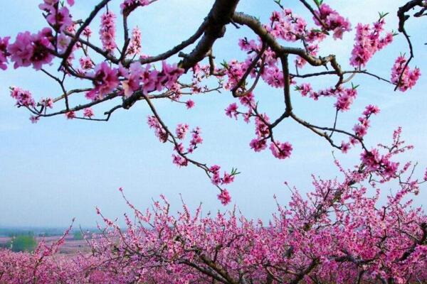 如何延長桃花花期，加強(qiáng)光照并保證養(yǎng)分
