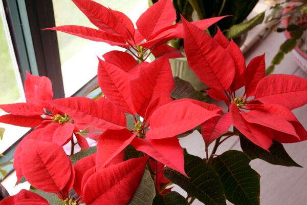 家里養一品紅有啥好處，改善空氣、供觀賞用