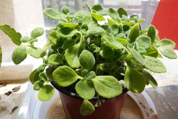 碰碰香夏天能暴曬嗎，暴曬很容易導(dǎo)致植株枯萎甚至死亡