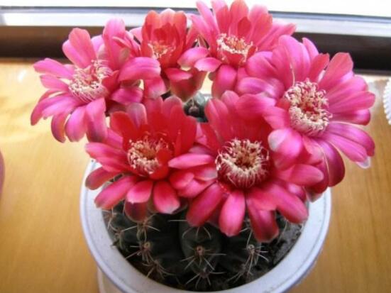 哪種仙人球開(kāi)花最漂亮，令箭荷花欣賞價(jià)值最高