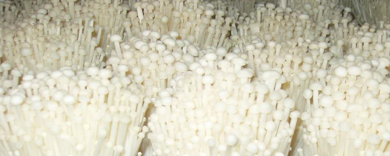 金針菇菌包怎么養出來