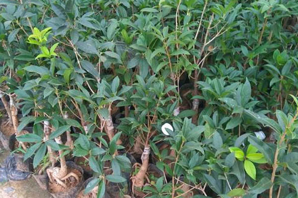 嫁接桂花樹的養殖方法和注意事項