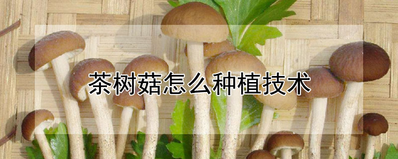 茶樹菇怎么種植技術