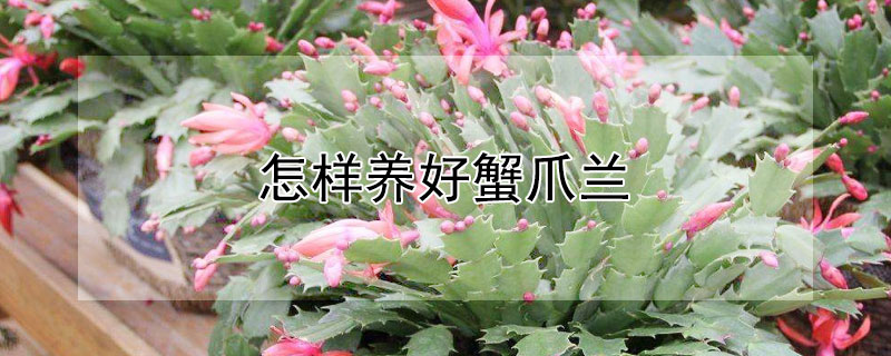 怎樣養好蟹爪蘭