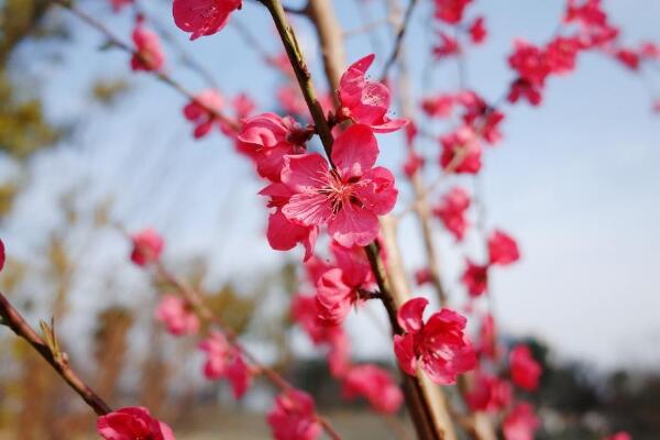 桃花的養(yǎng)殖方法和注意事項(xiàng)，4步教你養(yǎng)好桃花