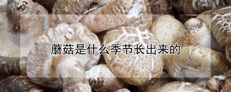 蘑菇是什么季節長出來的