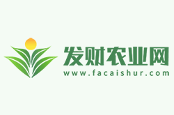 平安樹如何安全度夏過冬