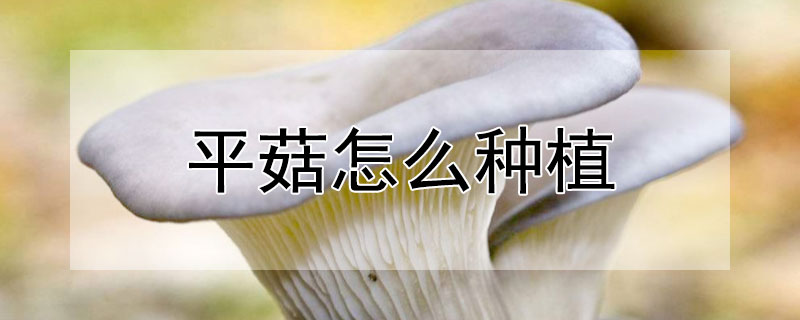 平菇怎么種植