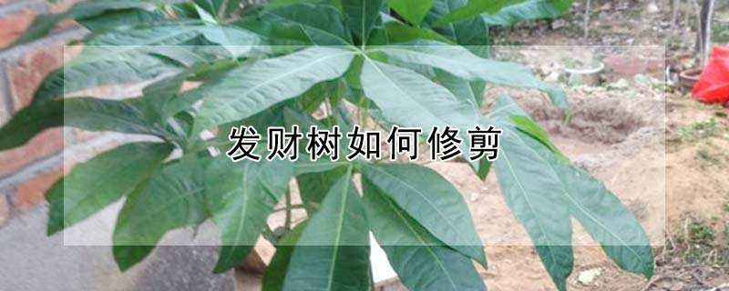 發財樹如何修剪