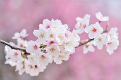 櫻花樹(shù)剛種上需要澆水嗎，根據(jù)土壤的干濕度判斷是否澆水