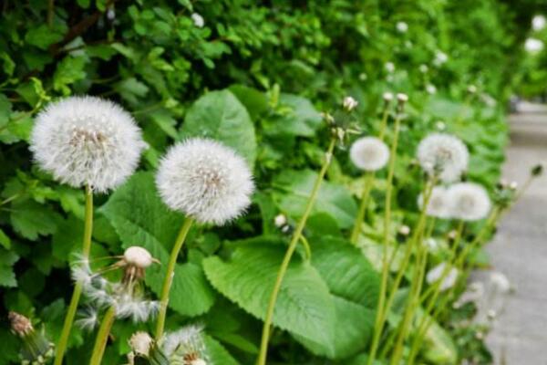 種植蒲公英注意事項，種后養護非常關鍵