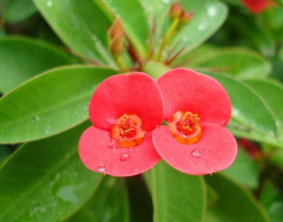 虎刺梅花期多少天，一年四季均可開花(養(yǎng)殖得當(dāng))