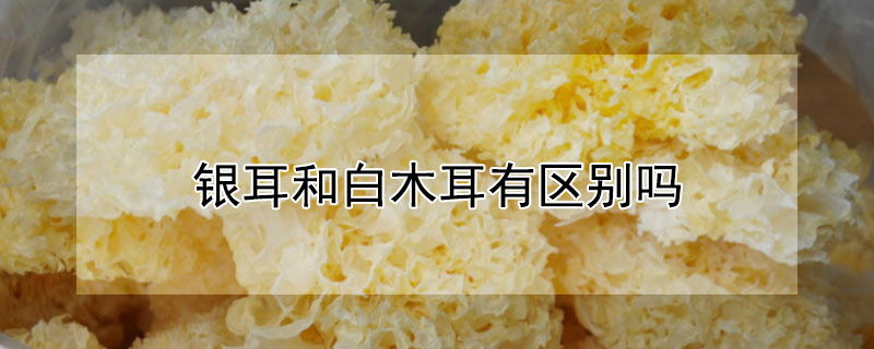 銀耳和白木耳有區(qū)別嗎