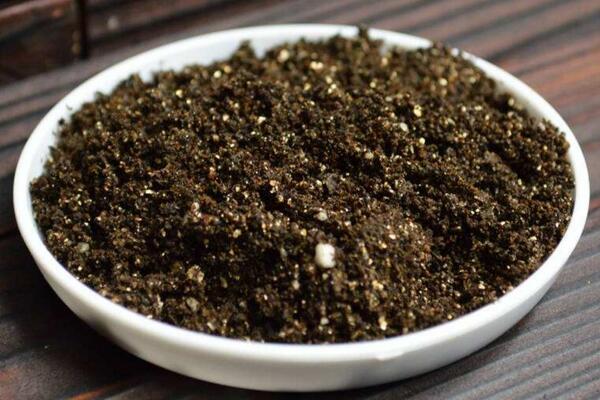 馬蹄蓮種球怎么種植，種植步驟以及前期養(yǎng)護技巧