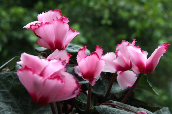 仙客來(lái)花期過(guò)后怎么辦，花期過(guò)后正確的處理方法