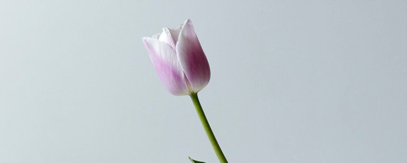 郁金香夏天有沒有辦法發芽