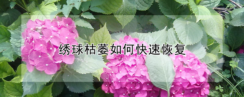 繡球枯萎如何快速恢復