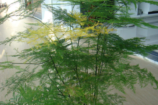 文竹怎么養(yǎng)才能瘋長，修剪枝葉非常重要
