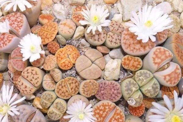 生石花好養嗎，分享生石花的養殖經驗