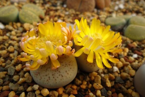 生石花什么時(shí)候開花，夏秋兩季開花（花期比較短暫）
