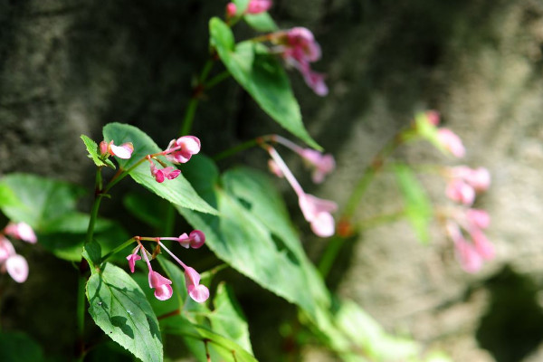 秋海棠開(kāi)過(guò)花怎么處理