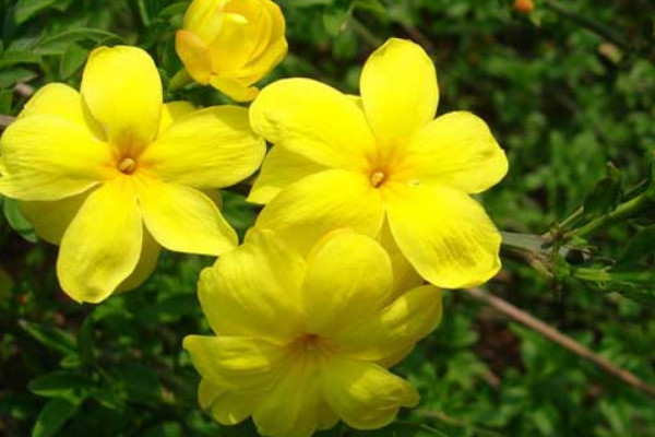 迎春花上盆多久可以曬太陽(yáng)